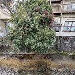 長文屋 - 山茶花