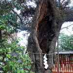 ANTI VINO - 御神木はシイノキの古木