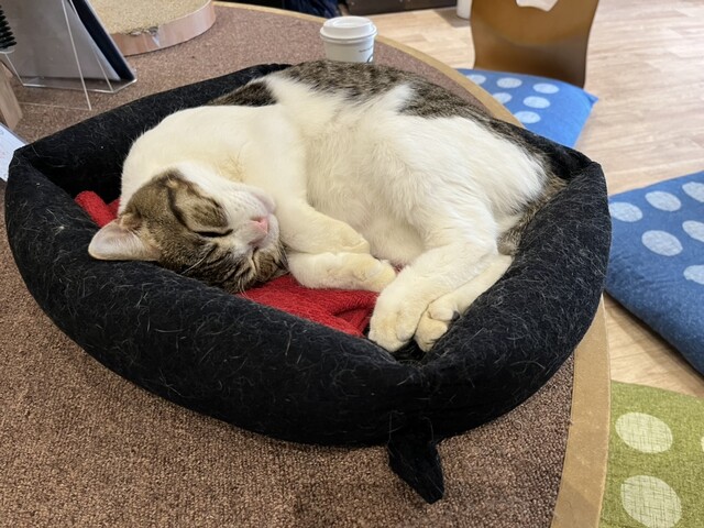 化け猫カフェ 特典 コースター 全種セット24枚 pr-coaster01-01.jpg