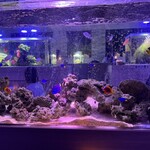 aquarium dining サカナノセカイ - 