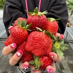 トリックスいちご園 - 