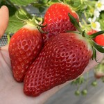 姫路ハートフル観光農園 - 