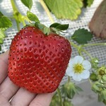 姫路ハートフル観光農園 - 