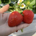 姫路ハートフル観光農園 - 