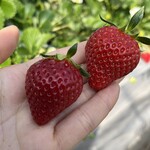 姫路ハートフル観光農園 - 