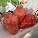 姫路ハートフル観光農園 - 