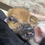 マイピッグカフェ - 料理写真: