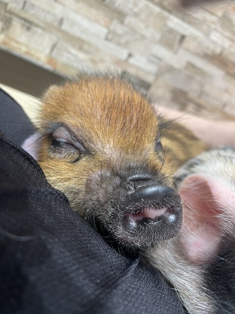 mipig cafe Mozo Nagoya Ten