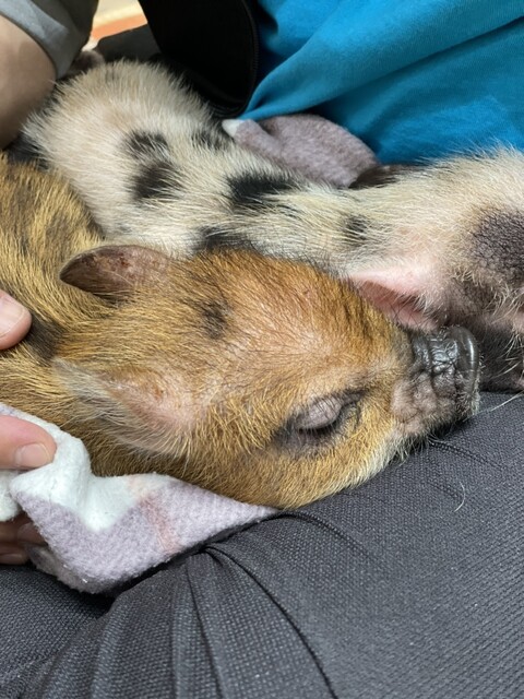 mipig cafe Mozo Nagoya Ten photo 5