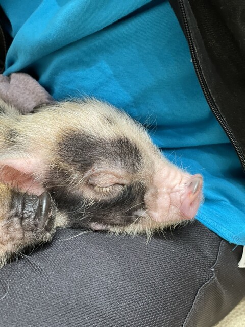 mipig cafe Mozo Nagoya Ten photo 4