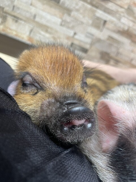 mipig cafe Mozo Nagoya Ten photo 2