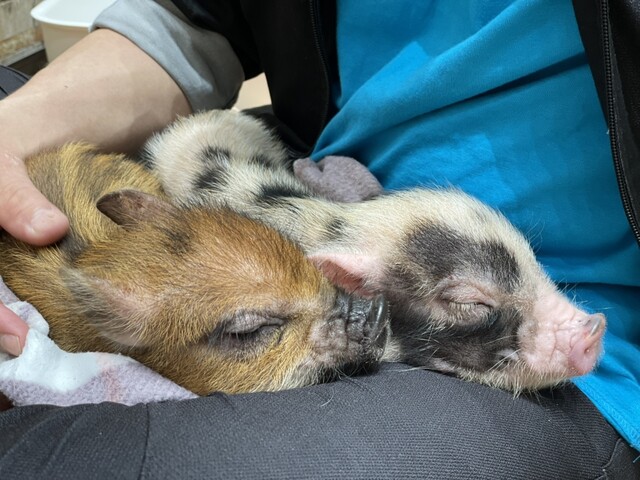 mipig cafe Mozo Nagoya Ten photo 3