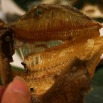 郷土味 かけはし - カレイ唐揚げ