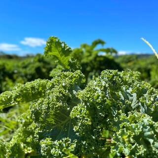 新鮮で健康的なお野菜を使ってます！