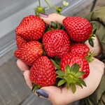 トリックスいちご園 - 