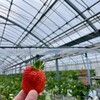 河西いちご園 農園カフェ