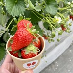 河西いちご園 農園カフェ - いちご狩り
