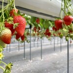 河西いちご園 農園カフェ - いちご狩り