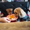 Deco’s Dog Cafe 田園茶房