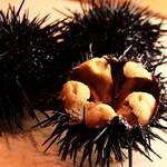 Iwate Prefecture Sea Urchin Farm