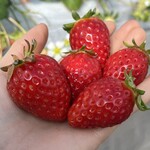 姫路ハートフル観光農園 - 