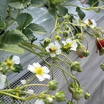 姫路ハートフル観光農園 - 