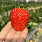 姫路ハートフル観光農園 - 