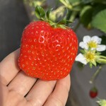 姫路ハートフル観光農園 - 