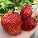 姫路ハートフル観光農園 - 