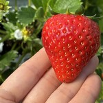 姫路ハートフル観光農園 - 