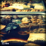 博多のおでん - 2013.12