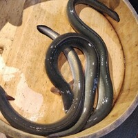 炭焼鰻 寝床 福島店 - 