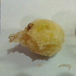 つくも - トマト