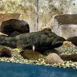 ミュージアムショップ おいでや - いろんなお魚がいます