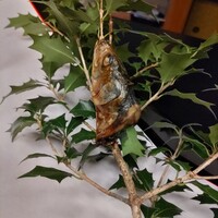 京懐石 吉泉 - 