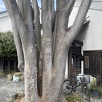 Cafe Link - 巨木