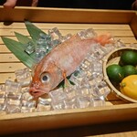 のどぐろ専門 銀座 中俣 - 本日ののどぐろ