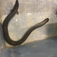 八べえ - 