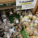四季菜 - 