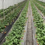 窪原苺園 - 赤く熟したいちごがたくさん