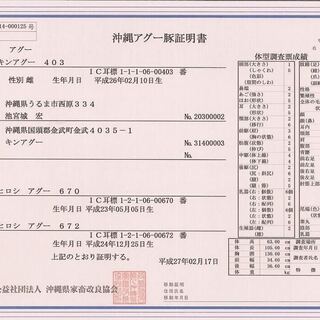 証明書発行の本物のアグー純血統種！