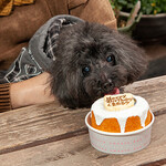 ベア・ベア - ワンシフォン(犬用シフォンケーキ)