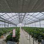 ベリーズ ファーム ハセガワ - 