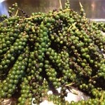 サンフォコン - これが生胡椒　塩漬けにして半年熟成させると真っ黒で香り高い胡椒粒になります。