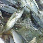 茅ヶ崎 海ぶね 楽園 - 今日も大漁！ビュンビュンのアジ