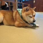 鎌倉乃豆柴カフェ - 