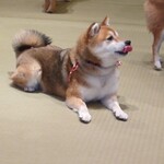 鎌倉乃豆柴カフェ - 