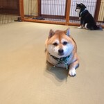 鎌倉乃豆柴カフェ - 