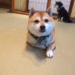 鎌倉乃豆柴カフェ - 