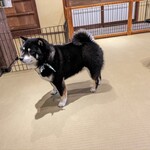 鎌倉乃豆柴カフェ - 